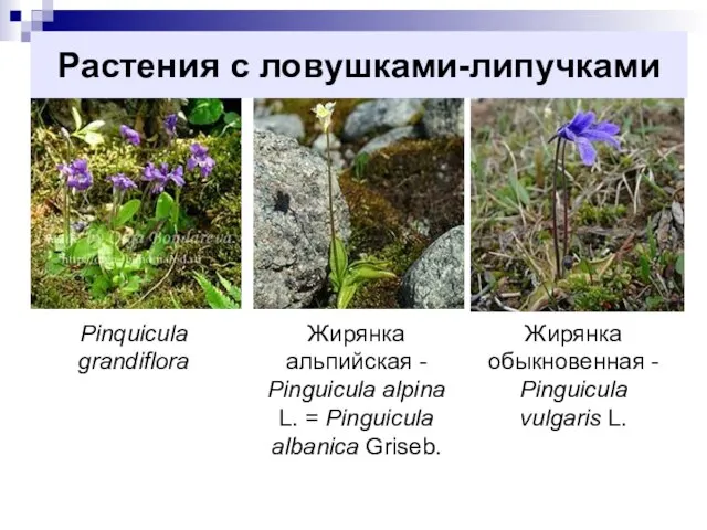 Растения с ловушками-липучками Pinquicula grandiflora Жирянка альпийская - Pinguicula alpina L.