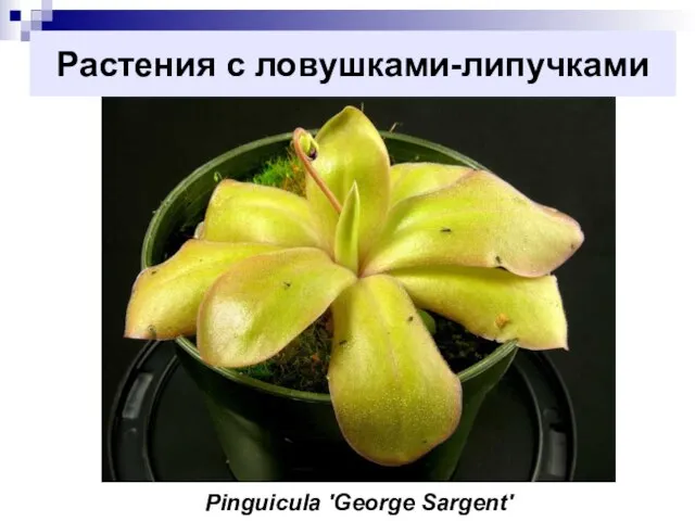 Растения с ловушками-липучками Pinguicula 'George Sargent'