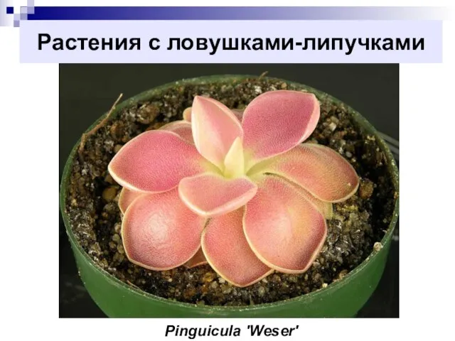 Растения с ловушками-липучками Pinguicula 'Weser'