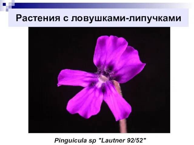 Растения с ловушками-липучками Pinguicula sp "Lautner 92/52"