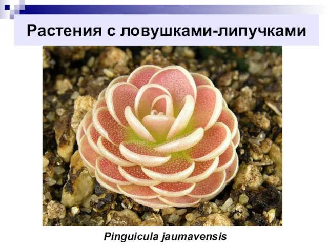 Растения с ловушками-липучками Pinguicula jaumavensis