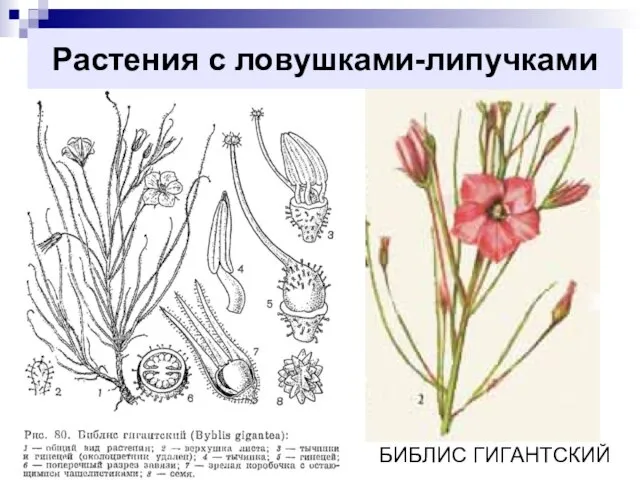 Растения с ловушками-липучками БИБЛИС ГИГАНТСКИЙ