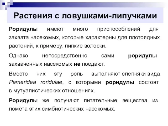 Растения с ловушками-липучками Роридулы имеют много приспособлений для захвата насекомых, которые