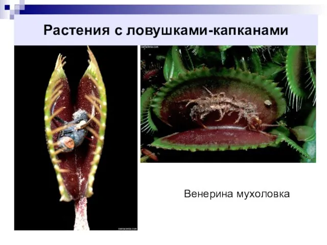 Растения с ловушками-капканами Венерина мухоловка