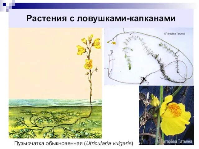 Растения с ловушками-капканами Пузырчатка обыкновенная (Utricularia vulgaris)