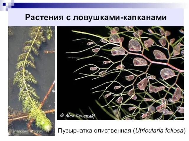 Растения с ловушками-капканами Пузырчатка олиственная (Utricularia foliosa)