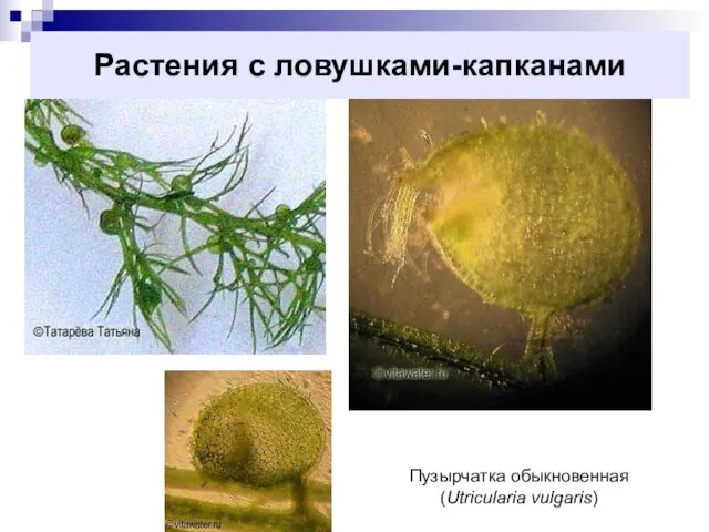 Растения с ловушками-капканами Пузырчатка обыкновенная (Utricularia vulgaris)