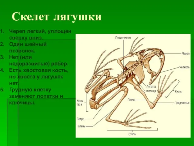 Скелет лягушки Череп легкий, уплощен сверху вниз. Один шейный позвонок. Нет