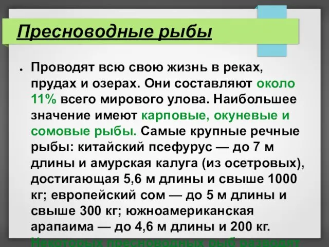 Пресноводные рыбы Проводят всю свою жизнь в реках, прудах и озерах.