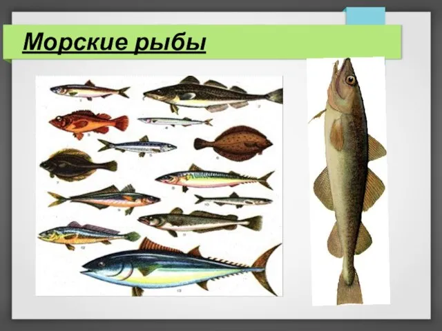 Морские рыбы