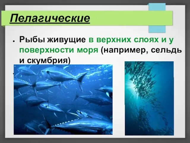 Пелагические Рыбы живущие в верхних слоях и у поверхности моря (например, сельдь и скумбрия)