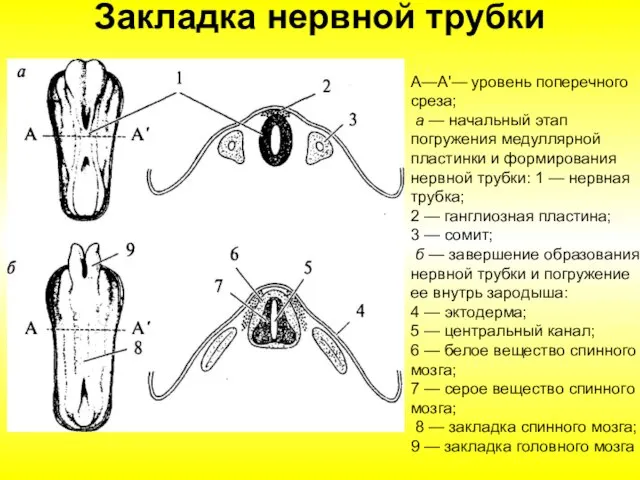 Закладка нервной трубки А—А'— уровень поперечного среза; а — начальный этап