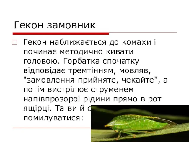 Гекон замовник Гекон наближається до комахи і починає методично кивати головою.