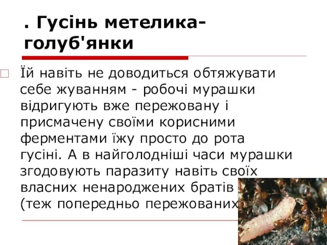 . Гусінь метелика-голуб'янки Їй навіть не доводиться обтяжувати себе жуванням -