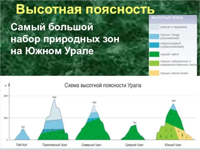 Высотная поясность Самый большой набор природных зон на Южном Урале