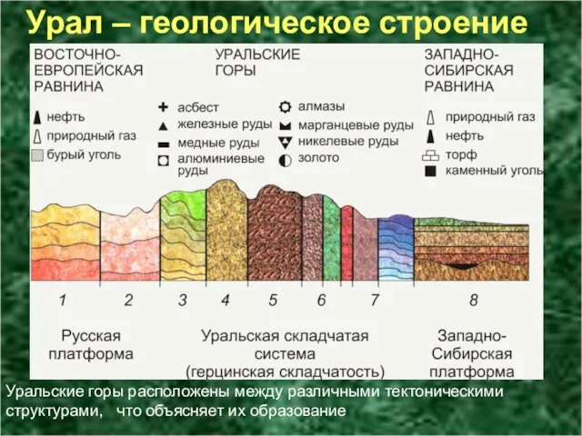 Урал – геологическое строение Уральские горы расположены между различными тектоническими структурами, что объясняет их образование