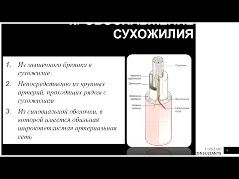 КРОВОСНАБЖЕНИЕ СУХОЖИЛИЯ Из мышечного брюшка в сухожилие Непосредственно из крупных артерий,