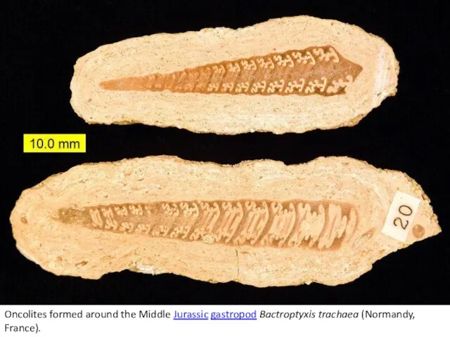 Oncolites formed around the Middle Jurassic gastropod Bactroptyxis trachaea (Normandy, France).