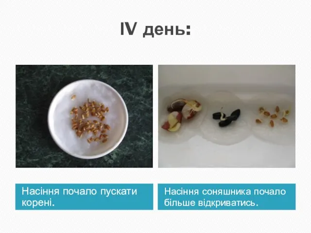 ІV день: Насіння почало пускати корені. Насіння соняшника почало більше відкриватись.