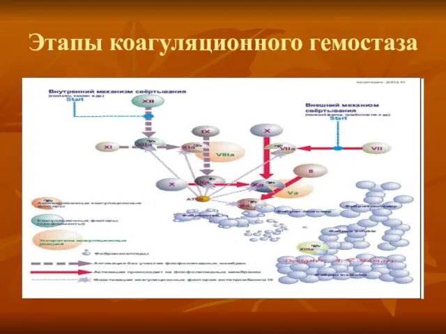 Этапы коагуляционного гемостаза