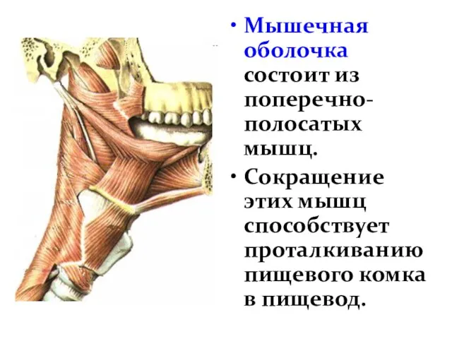 Мышечная оболочка состоит из поперечно-полосатых мышц. Сокращение этих мышц способствует проталкиванию пищевого комка в пищевод.