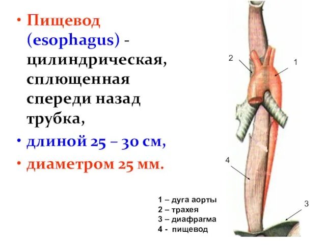 Пищевод (esophagus) - цилиндрическая, сплющенная спереди назад трубка, длиной 25 –