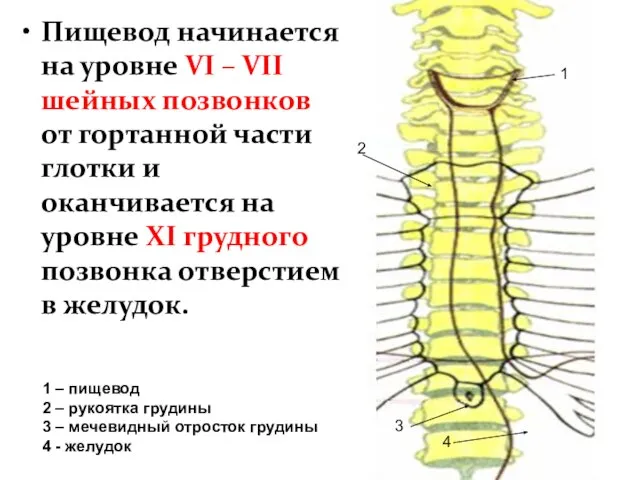 Пищевод начинается на уровне VI – VII шейных позвонков от гортанной