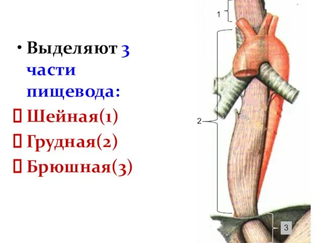 Выделяют 3 части пищевода: Шейная(1) Грудная(2) Брюшная(3) 1 2 3