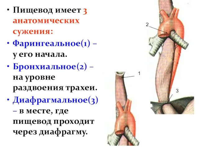 Пищевод имеет 3 анатомических сужения: Фарингеальное(1) – у его начала. Бронхиальное(2)