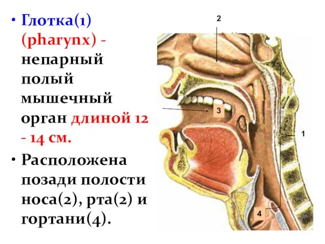 Глотка(1) (pharynx) - непарный полый мышечный орган длиной 12 - 14