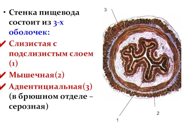 Стенка пищевода состоит из 3-х оболочек: Слизистая с подслизистым слоем(1) Мышечная(2)