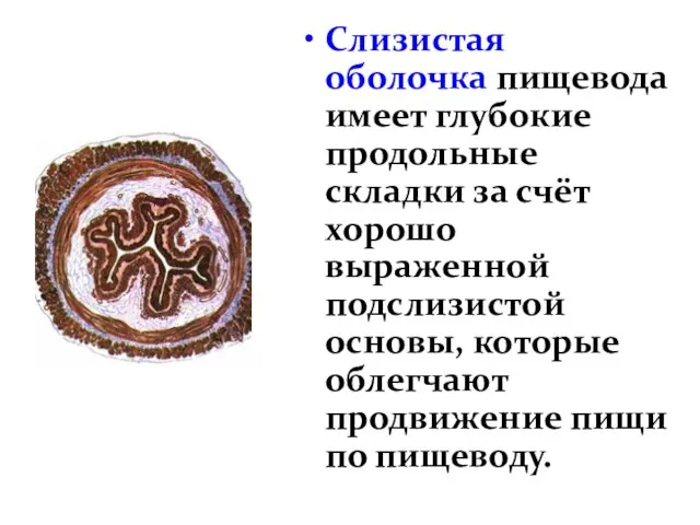 Слизистая оболочка пищевода имеет глубокие продольные складки за счёт хорошо выраженной