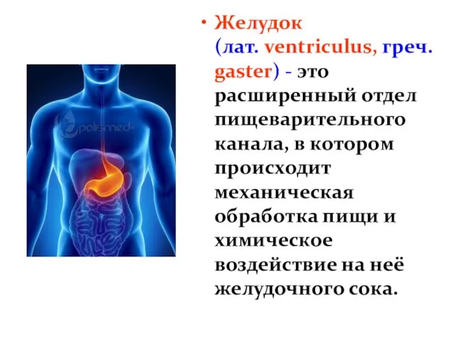 Желудок (лат. ventriculus, греч. gaster) - это расширенный отдел пищеварительного канала,