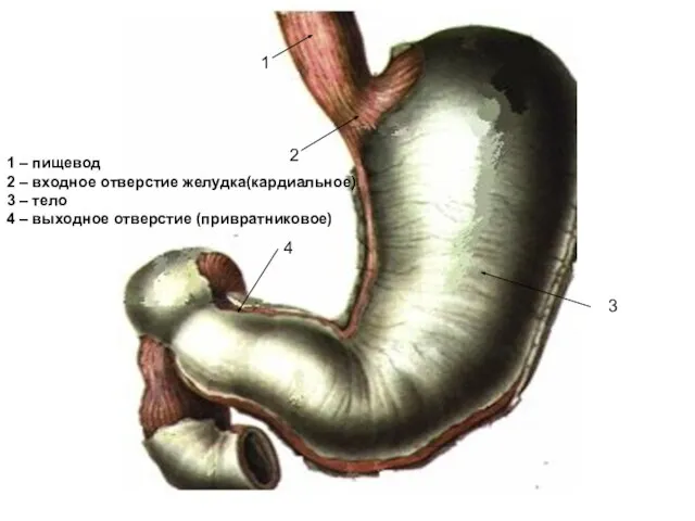1 2 3 4 1 – пищевод 2 – входное отверстие