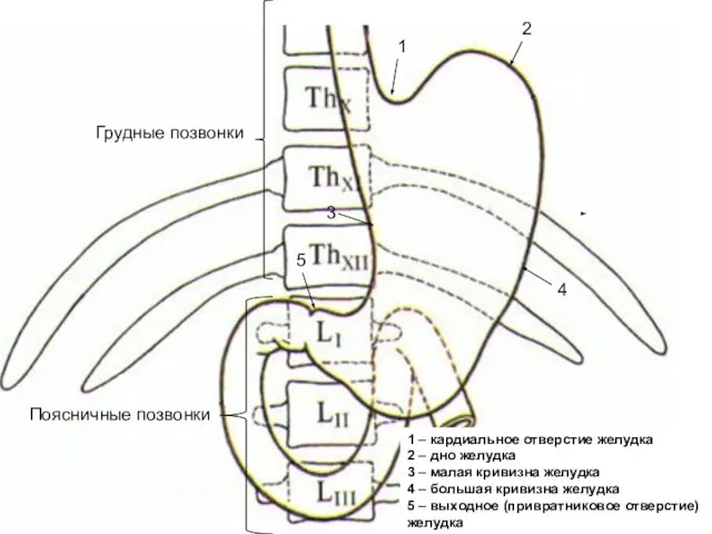 1 2 3 4 5 1 – кардиальное отверстие желудка 2