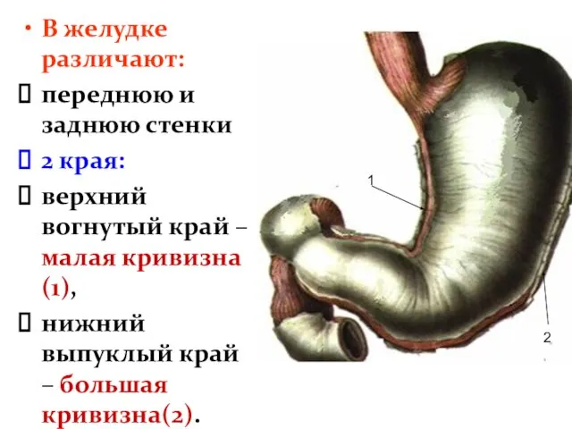 В желудке различают: переднюю и заднюю стенки 2 края: верхний вогнутый