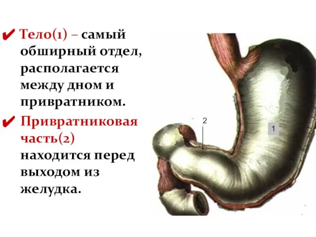 Тело(1) – самый обширный отдел, располагается между дном и привратником. Привратниковая