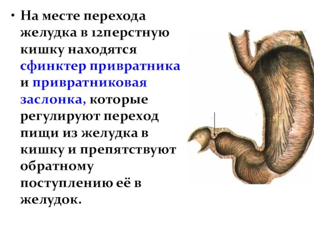 На месте перехода желудка в 12перстную кишку находятся сфинктер привратника и