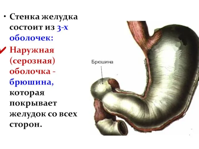 Стенка желудка состоит из 3-х оболочек: Наружная (серозная) оболочка - брюшина,