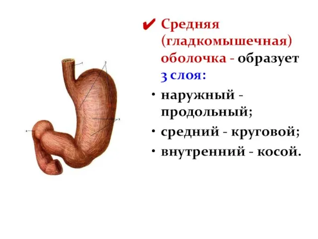 Средняя (гладкомышечная) оболочка - образует 3 слоя: наружный - продольный; средний - круговой; внутренний - косой.