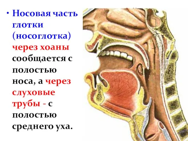 Носовая часть глотки (носоглотка) через хоаны сообщается с полостью носа, а