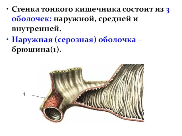 Стенка тонкого кишечника состоит из 3 оболочек: наружной, средней и внутренней.