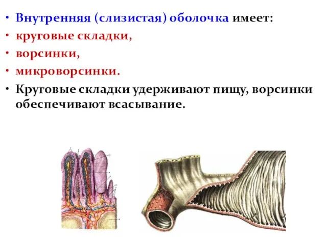 Внутренняя (слизистая) оболочка имеет: круговые складки, ворсинки, микроворсинки. Круговые складки удерживают пищу, ворсинки обеспечивают всасывание.