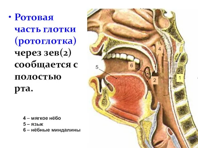 Ротовая часть глотки (ротоглотка) через зев(2) сообщается с полостью рта. 1