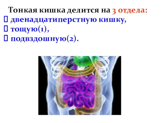 Тонкая кишка делится на 3 отдела: двенадцатиперстную кишку, тощую(1), подвздошную(2).