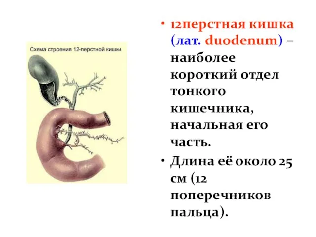 12перстная кишка (лат. duodenum) – наиболее короткий отдел тонкого кишечника, начальная