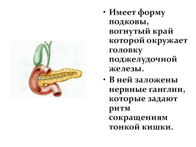 Имеет форму подковы, вогнутый край которой окружает головку поджелудочной железы. В