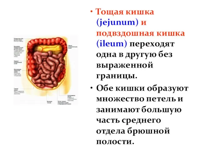 Тощая кишка (jejunum) и подвздошная кишка (ileum) переходят одна в другую