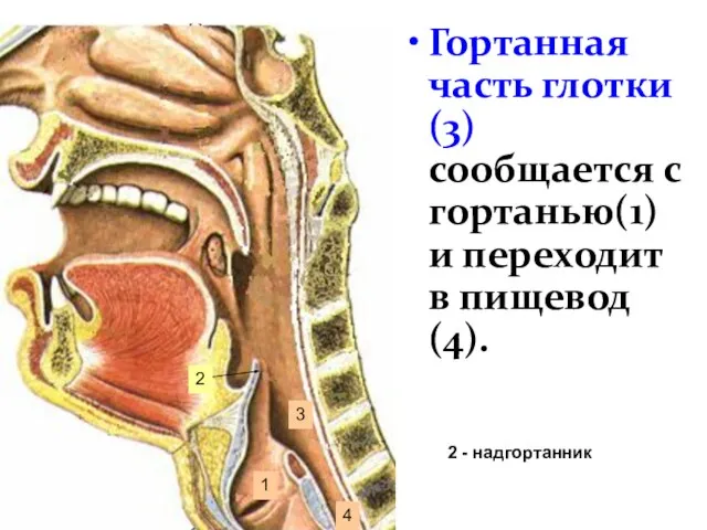 Гортанная часть глотки(3) сообщается с гортанью(1) и переходит в пищевод(4). 1