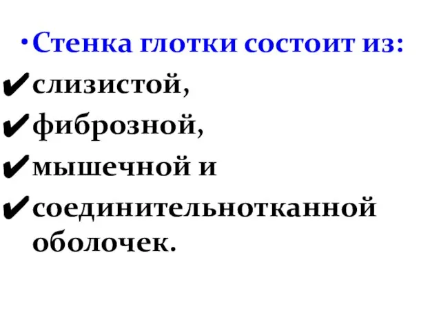 Стенка глотки состоит из: слизистой, фиброзной, мышечной и соединительнотканной оболочек.